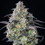 Насіння конопель Mimosa Cake Feminised Silver від Error Seeds - Smartshop-smartshop.ua®