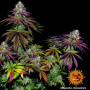 Cannabis seeds MIMOSA EVO from Barney's Farm at Smartshop-smartshop.ua®