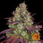 Cannabis seeds MIMOSA EVO from Barney's Farm at Smartshop-smartshop.ua®