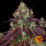 Cannabis seeds MIMOSA EVO from Barney's Farm at Smartshop-smartshop.ua®