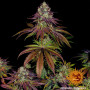 Cannabis seeds MIMOSA EVO from Barney's Farm at Smartshop-smartshop.ua®