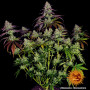 Cannabis seeds MIMOSA EVO from Barney's Farm at Smartshop-smartshop.ua®