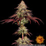 Cannabis seeds MIMOSA X ORANGE PUNCH AUTO from Barney's Farm at Smartshop-smartshop.ua®