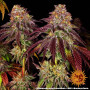 Cannabis seeds MIMOSA X ORANGE PUNCH AUTO from Barney's Farm at Smartshop-smartshop.ua®