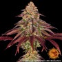 Cannabis seeds MIMOSA X ORANGE PUNCH AUTO from Barney's Farm at Smartshop-smartshop.ua®