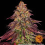 Cannabis seeds MIMOSA X ORANGE PUNCH AUTO from Barney's Farm at Smartshop-smartshop.ua®