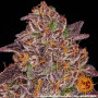 Cannabis seeds MIMOSA X ORANGE PUNCH AUTO from Barney's Farm at Smartshop-smartshop.ua®