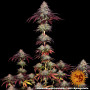 Cannabis seeds MIMOSA X ORANGE PUNCH AUTO from Barney's Farm at Smartshop-smartshop.ua®