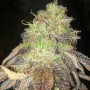 Насіння конопель Mr. Melon Feminised Silver від Error Seeds - Smartshop-smartshop.ua®
