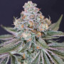 Насіння конопель Mr. Melon Feminised Silver від Error Seeds - Smartshop-smartshop.ua®