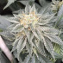 Семена каннабиса Bubblegum Gelato