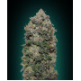 Семена конопли Auto Northern Lights Silver regular от Error Seeds - Smartshop-smartshop.ua®