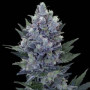 Семена конопли Northern Lights Feminised Gold от Error Seeds - Smartshop-smartshop.ua®