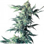 Сорт семян каннабиса Northern Lights Feminised Silver