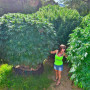 Семена конопли Jamaica Sativa от Marley Seedbank - Smartshop-smartshop.ua®