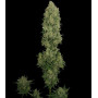 Семена конопли Auto New York Diesel Feminised Gold от Error Seeds - Smartshop-smartshop.ua®