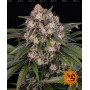 Cannabis seeds OG KUSH AUTO from Barney's Farm at Smartshop-smartshop.ua®