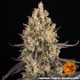 Cannabis seeds OG KUSH from Barney's Farm at Smartshop-smartshop.ua®