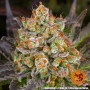 Cannabis seeds OG KUSH from Barney's Farm at Smartshop-smartshop.ua®