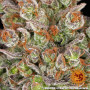 Cannabis seeds OG KUSH from Barney's Farm at Smartshop-smartshop.ua®