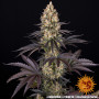 Cannabis seeds OG KUSH from Barney's Farm at Smartshop-smartshop.ua®