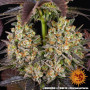 Cannabis seeds OG KUSH from Barney's Farm at Smartshop-smartshop.ua®