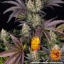 Cannabis seeds OG KUSH from Barney's Farm at Smartshop-smartshop.ua®