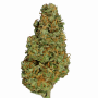 Насіння конопель Opium від Divine Seeds - Smartshop-smartshop.ua®