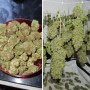 Cannabis seed variety ORANGE BUD®
