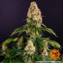 Cannabis seeds ORANGE SHERBERT from Barney's Farm at Smartshop-smartshop.ua®