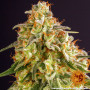 Cannabis seeds ORANGE SHERBERT from Barney's Farm at Smartshop-smartshop.ua®