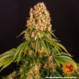 Cannabis seeds ORANGE SHERBERT from Barney's Farm at Smartshop-smartshop.ua®