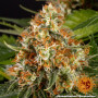 Cannabis seeds ORANGE SHERBERT from Barney's Farm at Smartshop-smartshop.ua®