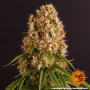 Cannabis seeds ORANGE SHERBERT from Barney's Farm at Smartshop-smartshop.ua®