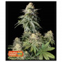 Cannabis seed variety Orange SHERBET FF