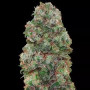 Cannabis seed variety Bubble Gum Feminised Silver