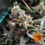 Cannabis seeds PEYOTE CRITICAL from Barney's Farm at Smartshop-smartshop.ua®