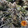 Cannabis seeds PEYOTE CRITICAL from Barney's Farm at Smartshop-smartshop.ua®