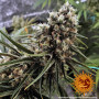 Cannabis seeds PEYOTE CRITICAL from Barney's Farm at Smartshop-smartshop.ua®