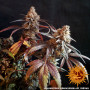 Cannabis seeds PEYOTE CRITICAL from Barney's Farm at Smartshop-smartshop.ua®