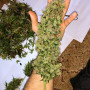 Насіння конопель Opium від Divine Seeds - Smartshop-smartshop.ua®
