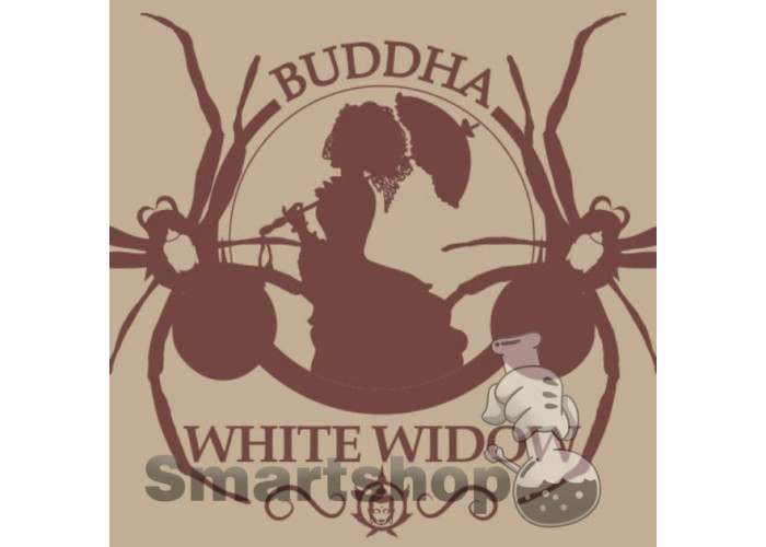 BUDDHA WHITE WIDOW FEMINIZED