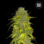 Cannabis seeds AK from Bulk Seed Bank at Smartshop-smartshop.ua®