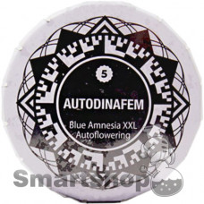 Blue Amnesia XXL Autoflowering Feminised