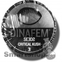 Critical Kush Feminised DF