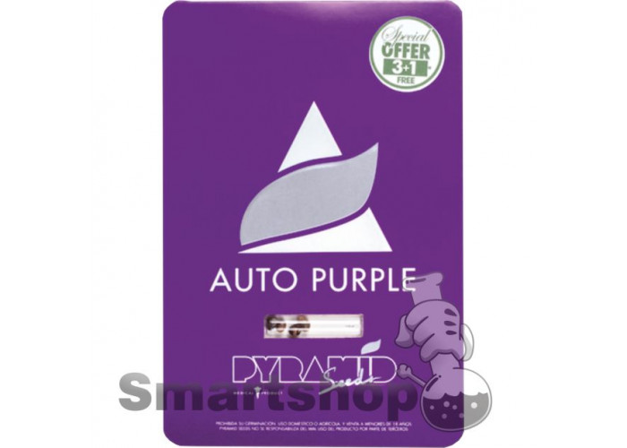 Auto Purple Feminised