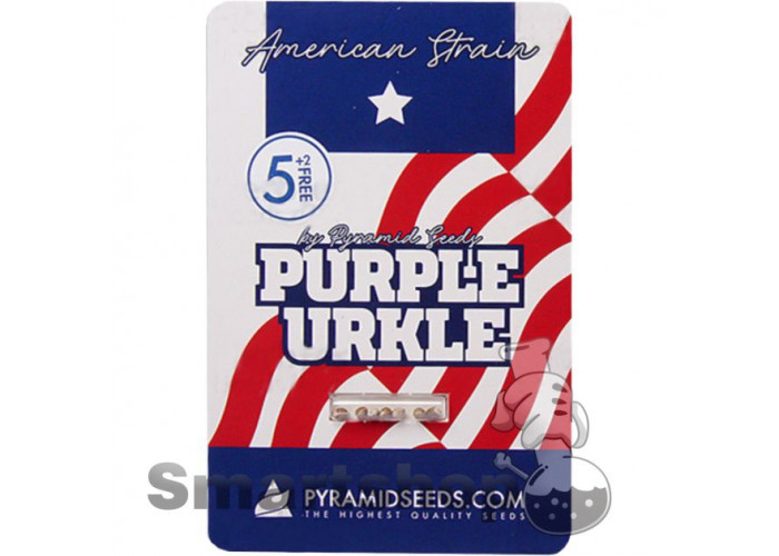 Purple Urkle Feminised