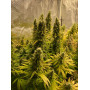 Семена конопли Auto Pineapple Chunk Feminised Silver от Error Seeds - Smartshop-smartshop.ua®