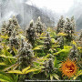 Cannabis seeds PINEAPPLE CHUNK from Barney's Farm at Smartshop-smartshop.ua®