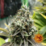 Cannabis seeds PINEAPPLE CHUNK from Barney's Farm at Smartshop-smartshop.ua®